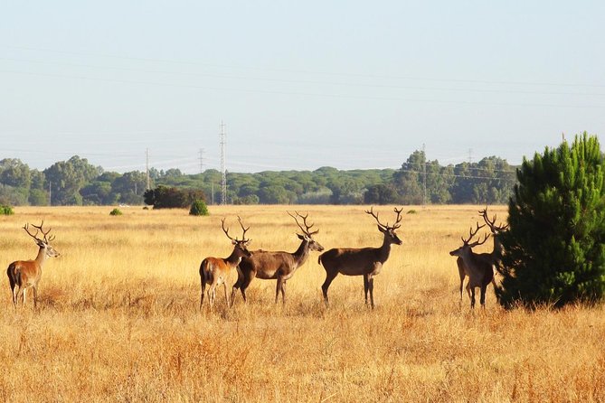 Donana National Park: Guided Day Tour from Seville - Road comfort, sound levels, and what to do about it