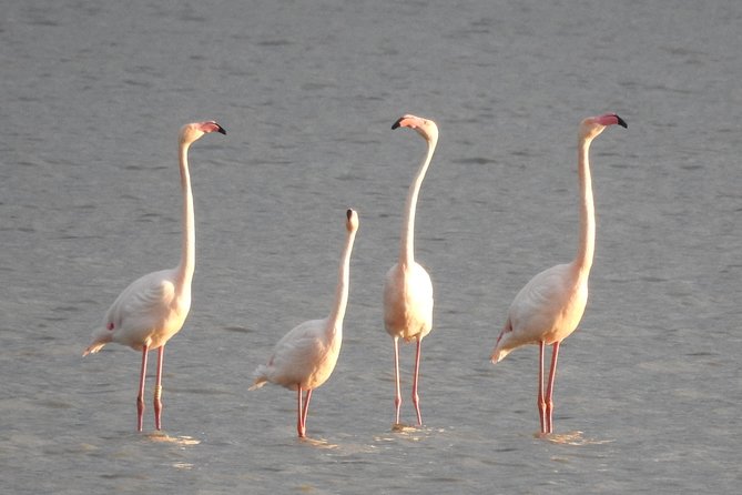 Doñana National Park in 4x4 and El Rocío - El Rocío: pilgrimage town energy at the gates of Doñana