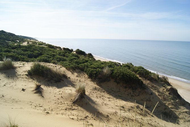 Doñana National Park in 4x4 and El Rocío - Value from Seville: price, timing, and how to plan your day