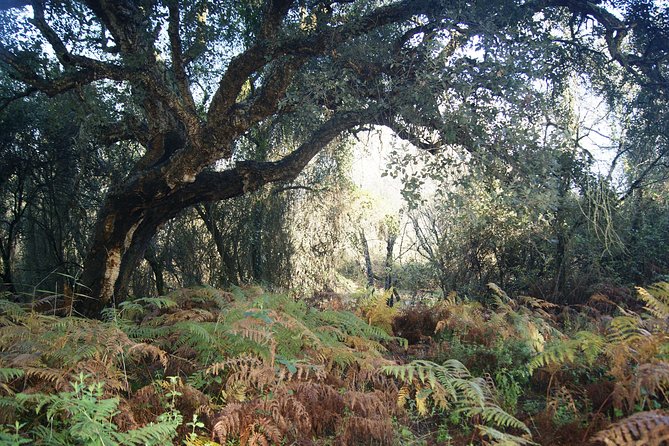 Doñana National Park in 4x4 and El Rocío - Should you book the Doñana 4x4 and El Rocío day trip?