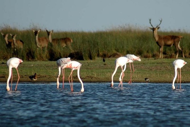 Donana National Park & Matalascanas Guided Tour from Seville - Price and logistics, in plain terms