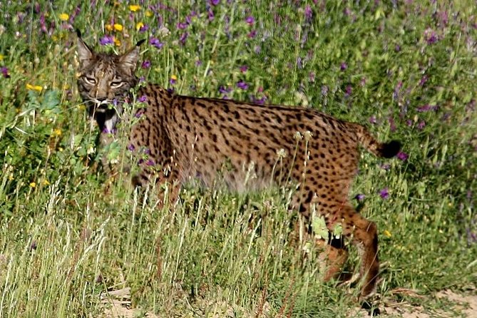 Donana National Park & Matalascanas Guided Tour from Seville - Getting from Seville to Doñana without the stress