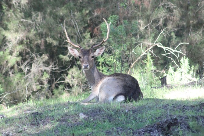 Donana National Park & Matalascanas Guided Tour from Seville - What makes this tour feel worth it