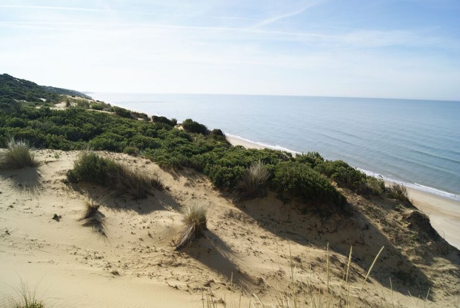 Doñana National Park Off-Road Tour from Seville - Key things I’d plan around