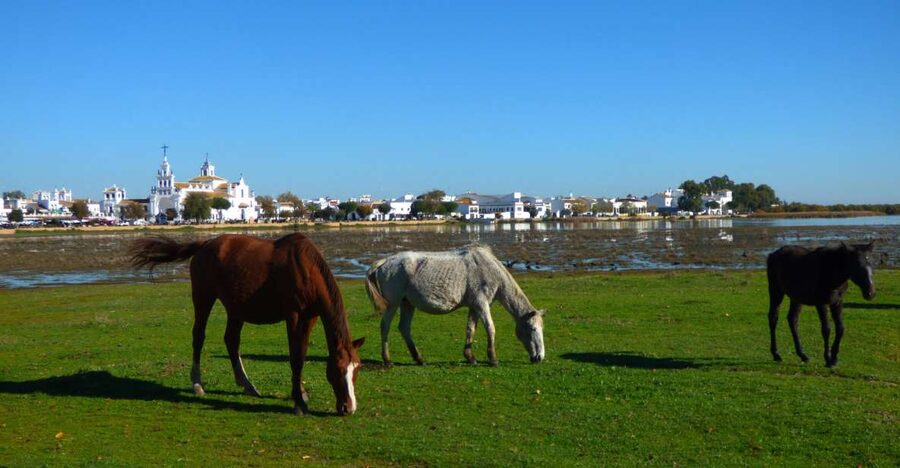 Doñana National Park Off-Road Tour from Seville - Wildlife spotting, when luck plays its part
