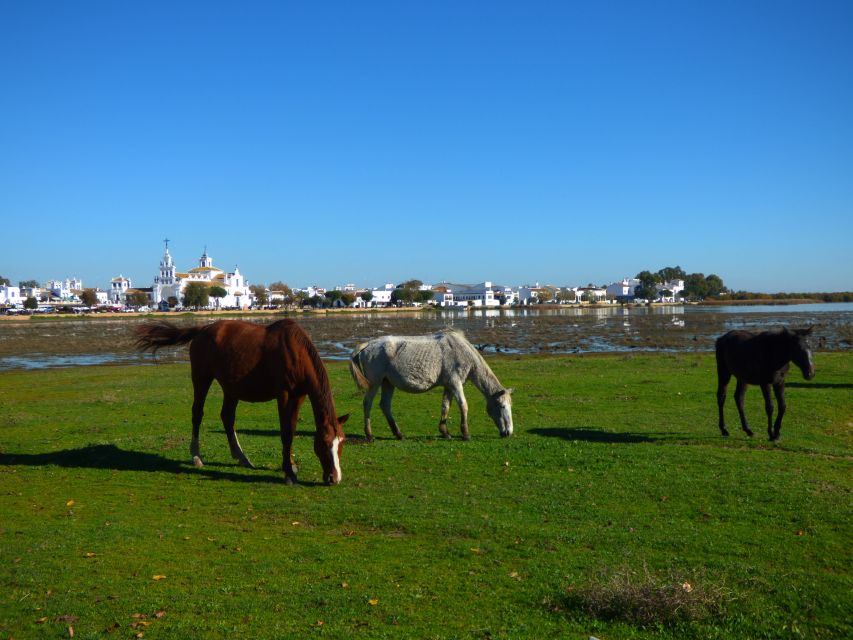 Doñana National Park Off-Road Tour from Seville - The virgin beach stop, Spain’s longest stretch of sand