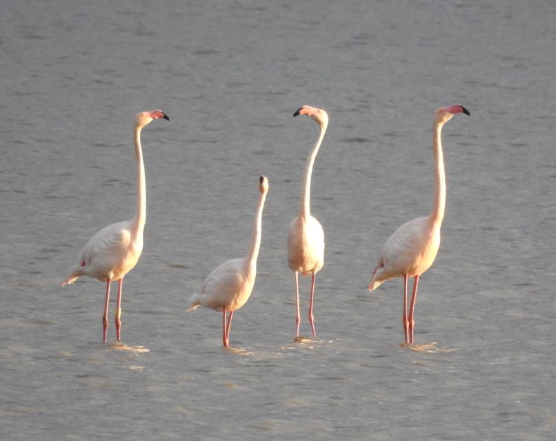 Doñana National Park Off-Road Tour from Seville - Price and logistics, where the $105 is really going
