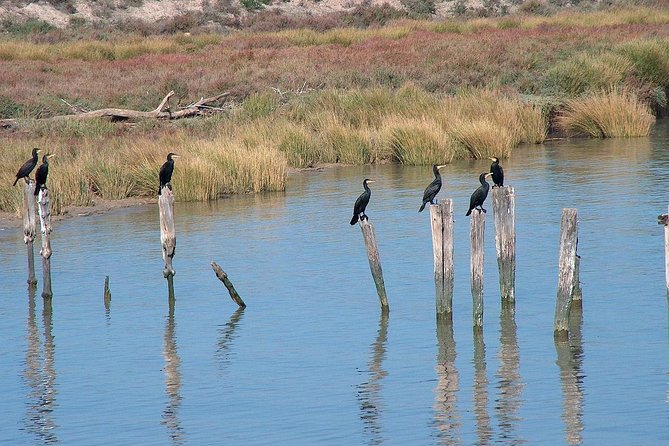 El Rocio, Donana Natural Park and Matalascanas Beach Day Trip from Seville - Matalascañas Beach hour: how to make it worth it