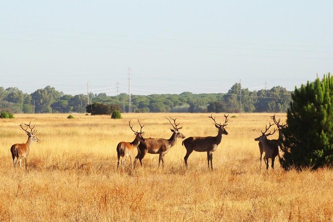El Rocio, Donana Natural Park and Matalascanas Beach Day Trip from Seville - Wildlife spotting tips that actually help you in the moment