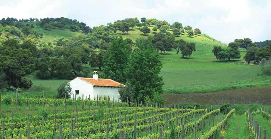From Marbella: Ronda Tour Wineries Tour with Lunch - Key moments you should care about
