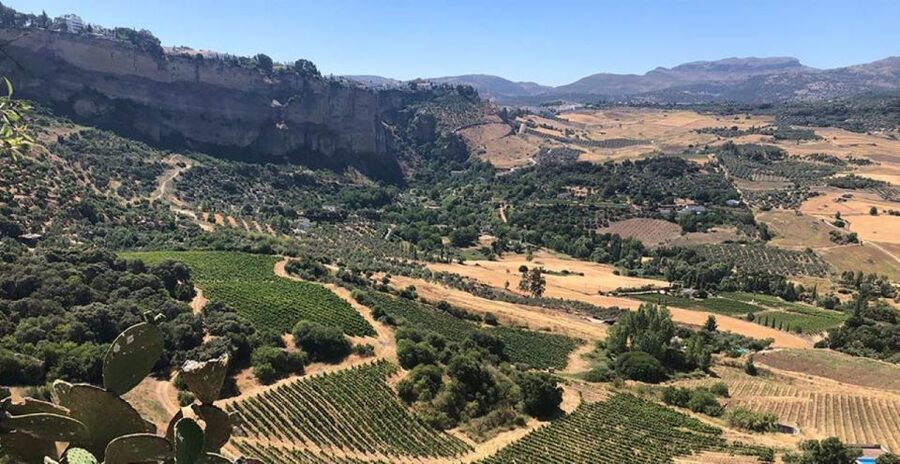 From Marbella: Ronda Tour Wineries Tour with Lunch - Ronda free time, where the gorge does the work