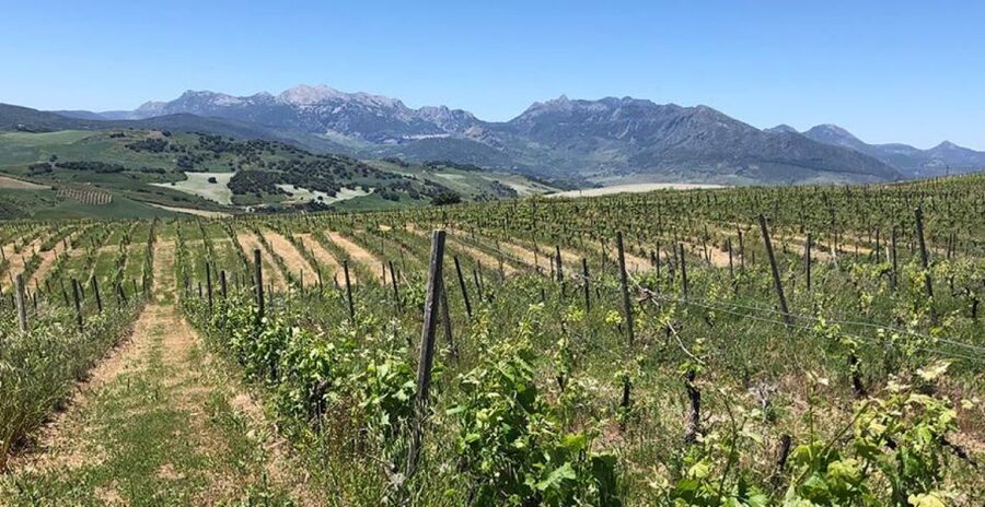 From Marbella: Ronda Tour Wineries Tour with Lunch - Winery stop two: natural, non-filtered wines plus a terrace lunch