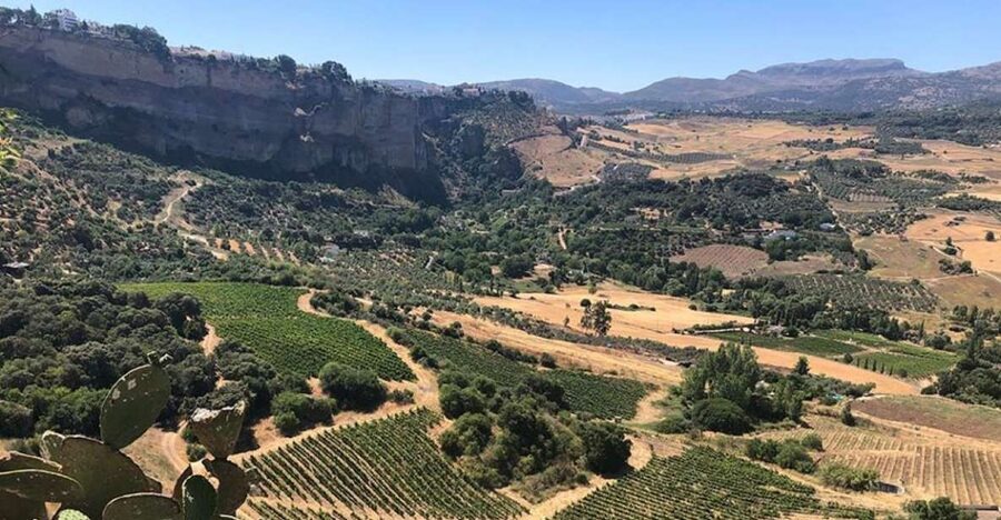 From Marbella: Ronda Tour Wineries Tour with Lunch - Who this tour suits best (and who should think twice)