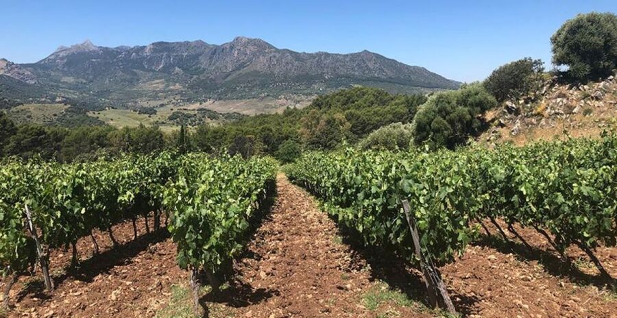 From Marbella: Ronda Tour Wineries Tour with Lunch - Winery stop one: tour the cellar, then taste red wines with ham