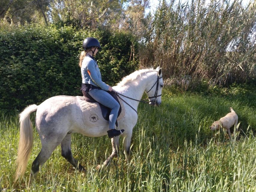 From Seville: Andalusian Horseback Ride - The trail itself: pine shade, sandy footing, and views you can actually enjoy