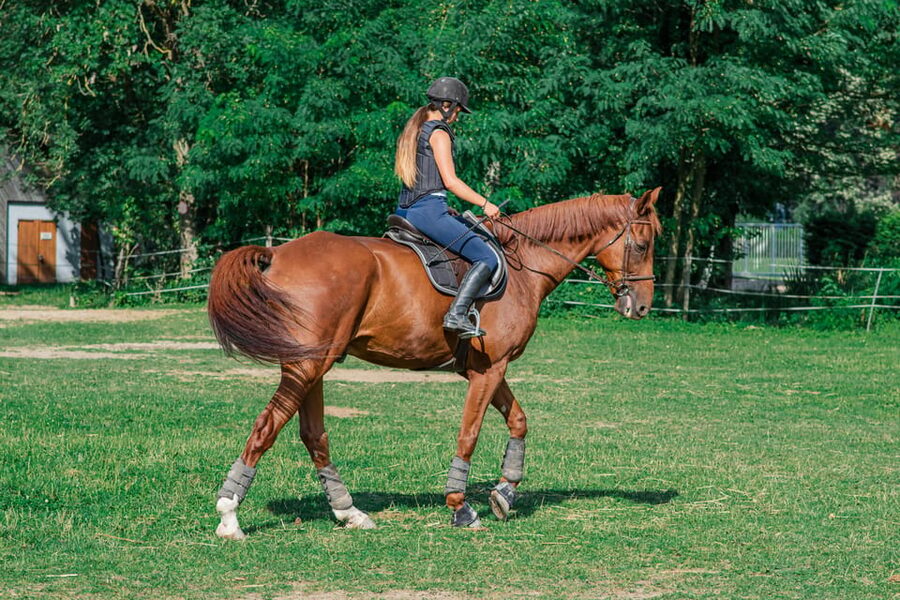 From Seville: Andalusian Horseback Ride - Family-run ranch energy, not a factory tour
