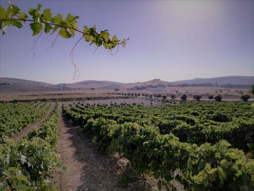 From Seville: Cadiz and Jerez de la Frontera Day Trip - Pace, group size, and language rules that can affect your day