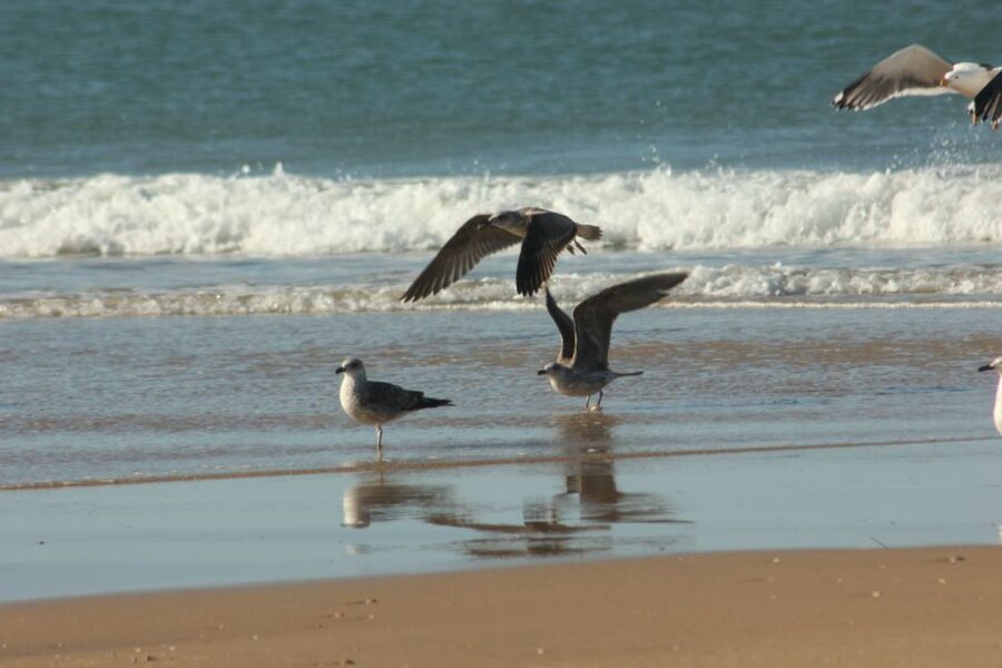 From Seville: Doñana, El Rocio, and Matalascañas Beach Tour - Key things to know before you go