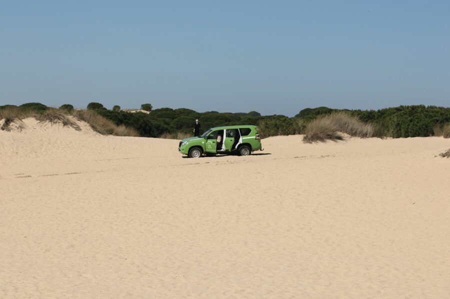 From Seville: Doñana, El Rocio, and Matalascañas Beach Tour - Big cat dreams, real-world sighting: how to manage your Doñana expectations