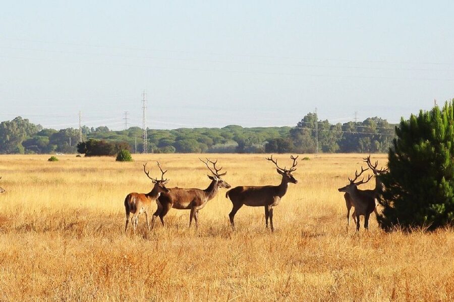 From Seville: Doñana National Park Day Trip - Key things that make this Doñana day trip worth your time