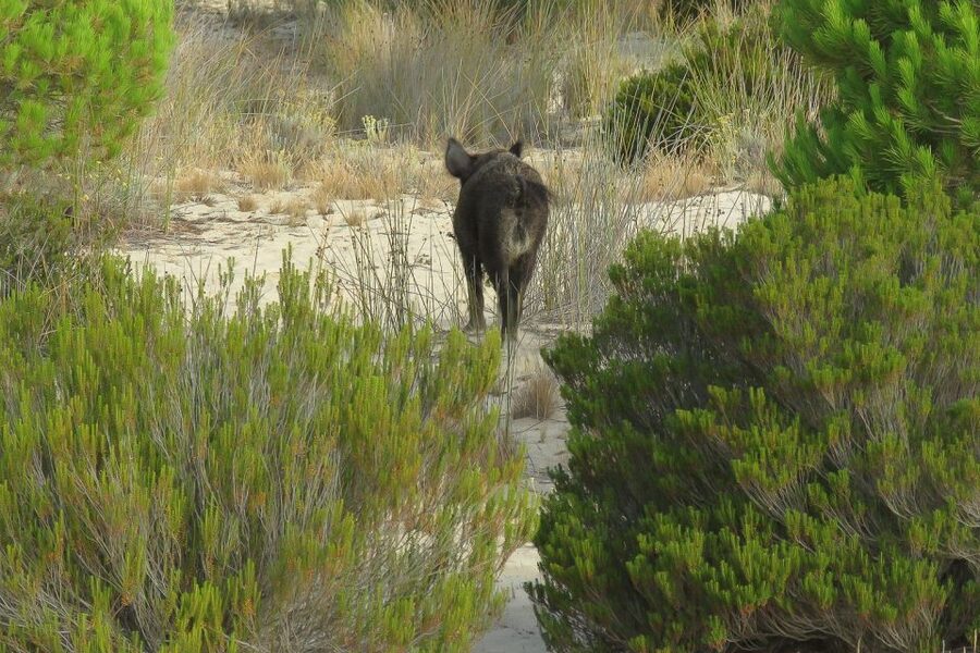 From Seville: Doñana National Park Day Trip - Price and value: is $105 fair for 10 hours?