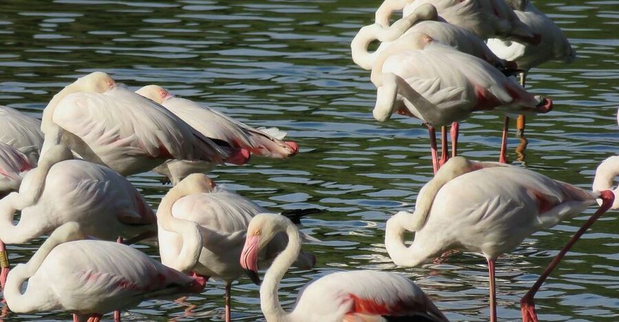 From Seville: Doñana National Park Day Trip - Why Doñana from Seville feels like a habitat power trip