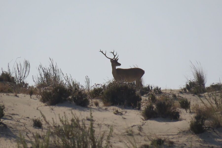 From Seville: Doñana National Park Day Trip - Dehesa de Abajo: the marshy birdwatching basecamp