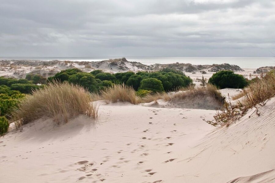 From Seville: Doñana National Park Day Trip - Doñana’s northern habitats: where the wildlife hunt becomes a skill