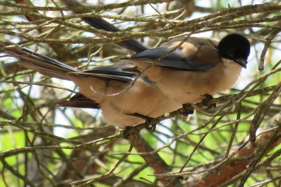 From Seville: Doñana National Park Day Trip - Walking near La Rocina: your chance for details, birds, and small surprises