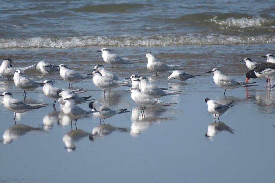From Seville: Doñana National Park Day Trip - Matalascanas dunes and the Atlantic dip when it fits