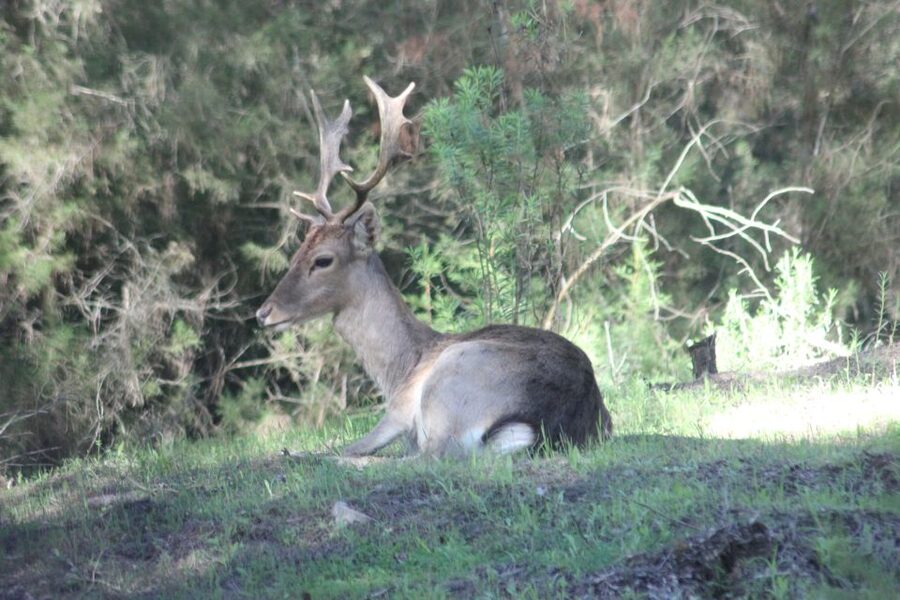 From Seville: Doñana National Park Full-Day Private Tour - Key Things I’d Pick This Tour For