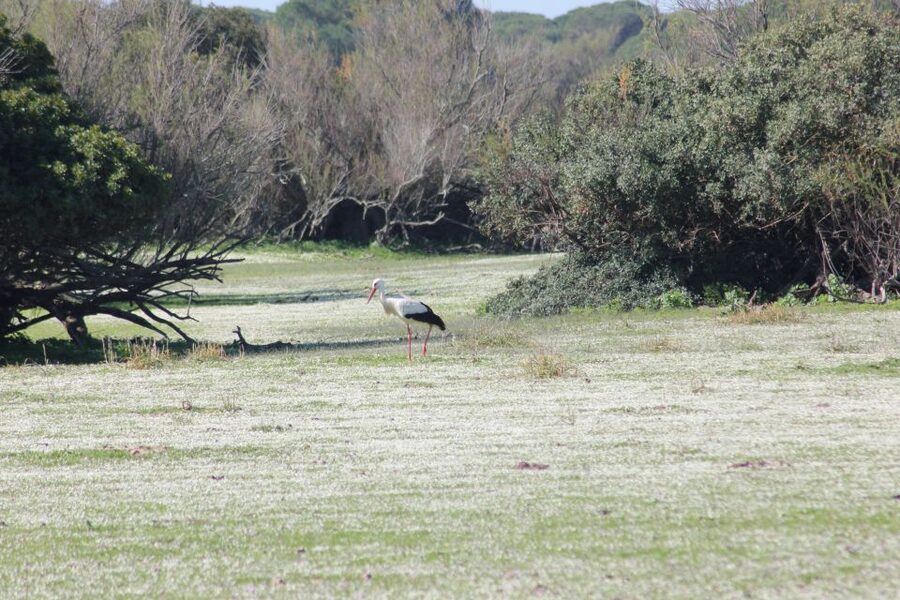 From Seville: Doñana National Park Full-Day Private Tour - The 13th-Century Pilgrimage of El Rocío