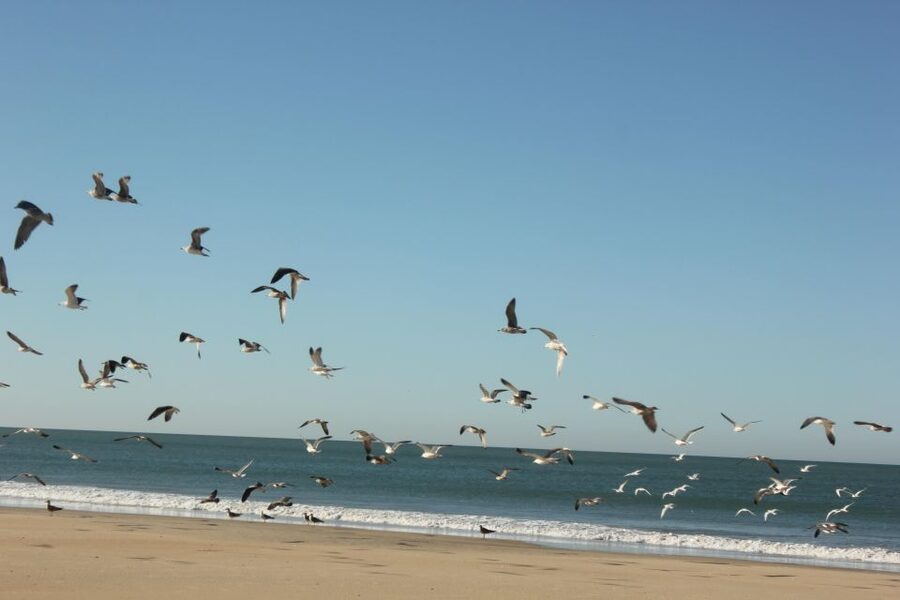 From Seville: Doñana National Park Full-Day Private Tour - Matalascañas Beach Time: Where the Day Can Breathe