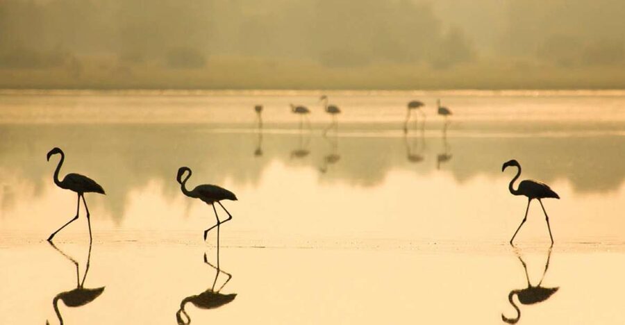 From Seville: Doñana National Park Full-Day Private Tour - Should You Book This Doñana Full-Day Private Tour?
