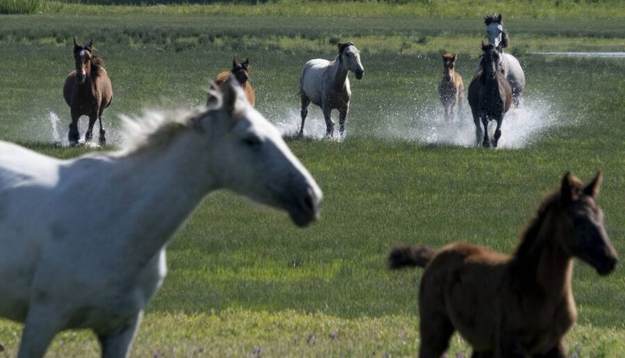 From Seville: Doñana Natural Park, El Rocio and Matalascañas - Key Things I’d Bet You’ll Care About
