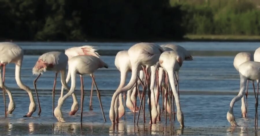 From Seville: Doñana Natural Park, El Rocio and Matalascañas - Matalascañas Beach: how to use your free time well