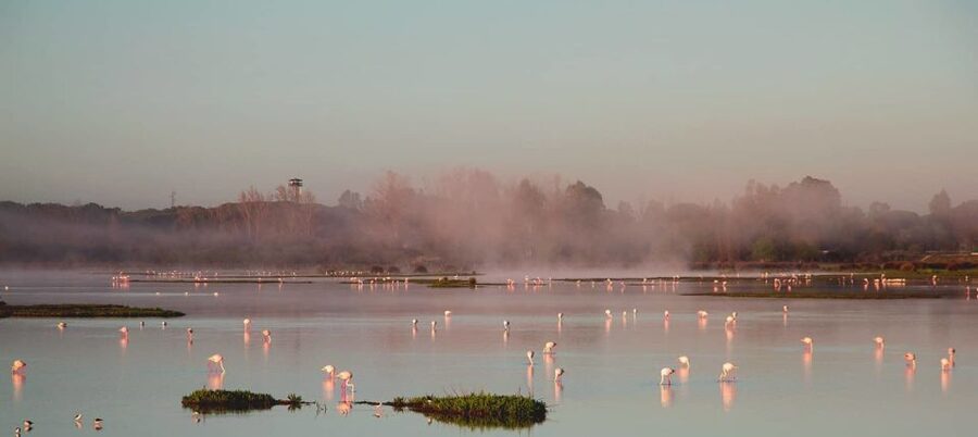 From Seville: Doñana Natural Park, El Rocio and Matalascañas - Price and logistics: what you’re paying for at $105
