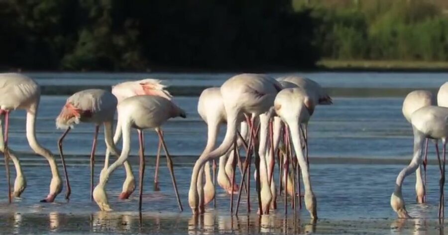 From Seville: Doñana Natural Park, El Rocio and Matalascañas - Who should book this, and who should skip it