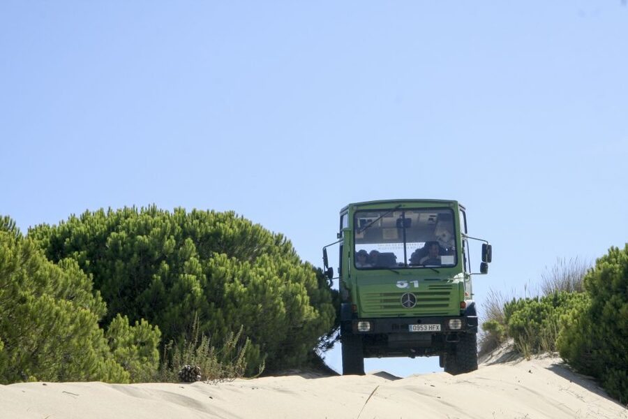 From Seville: Doñana Natural Park, El Rocio and Matalascañas - The Doñana 4WD Safari: what 4 hours in the park feels like