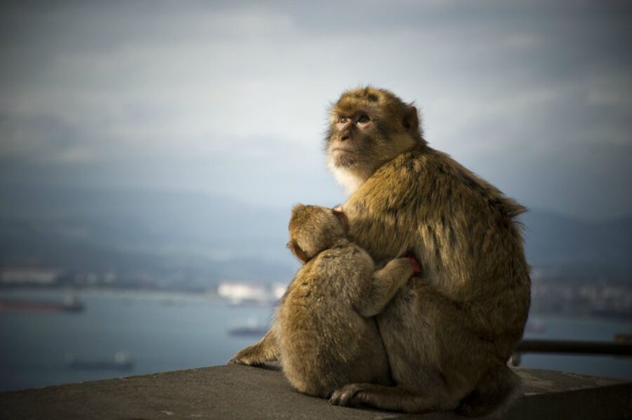 From Seville: Gibraltar Sightseeing Tour - San Miguel Caves: A Short, High-Impact Stop You Should Plan For