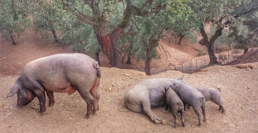 From Seville: Iberian Ham Full-Day Tour to Aracena - Sierra de Jabugo farm visit: where you learn to taste jamón ibérico