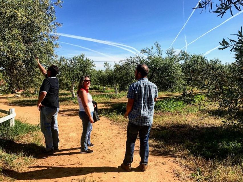 From Seville: Olive Oil Farm Tour - Should you book the Seville olive oil farm tour?