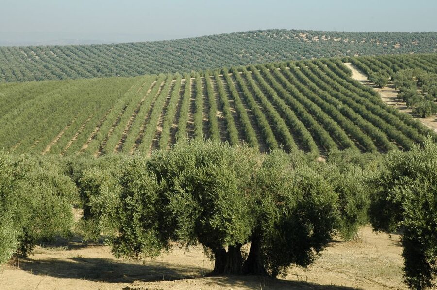 From Seville: Olive Oil Farm Tour - From Seville to an Andalusian olive hacienda in one smooth ride