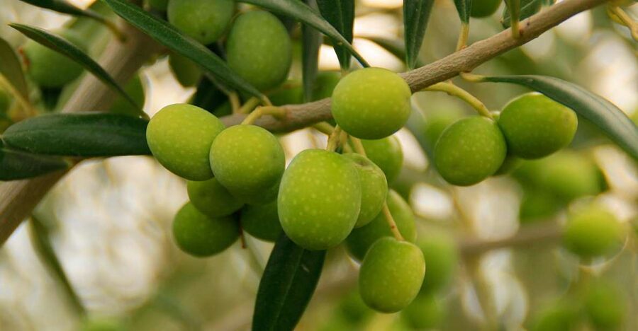 From Seville: Olive Oil Farm Tour - The tasting session, where sweet, bitter, and spicy actually click