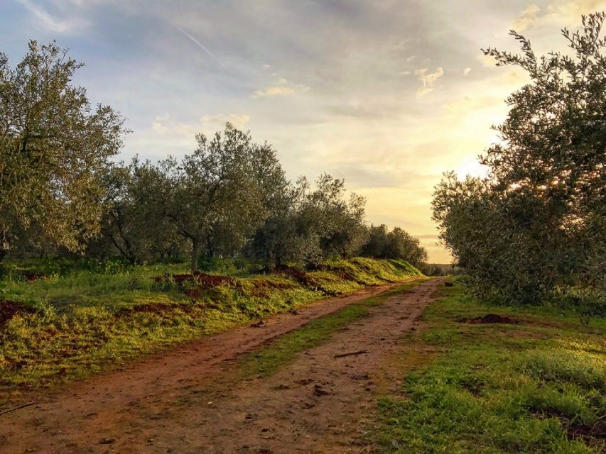 From Seville: Olive Oil Farm Tour - Price and value: is $105 per person fair for what you get?