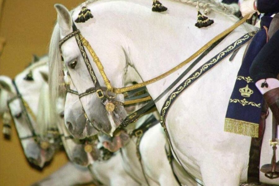 From Seville: Tour of Jerez with Horse Show & Wine Tasting - Should You Book This Jerez Wine and Horse Tour?