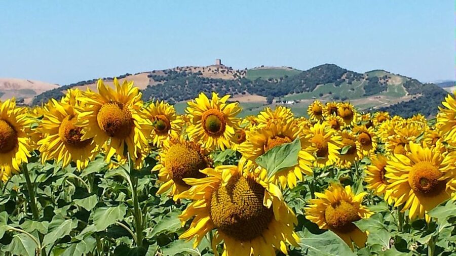 From Seville: White Villages and Ronda Full-Day Trip - Pickup Times That Shape Your Whole Day