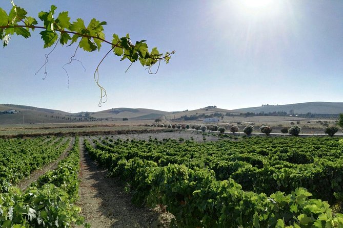 From Seville: Wine Tourism Half Day Tour - From Seville pickup to the Umbrete ride, what the half-day feels like