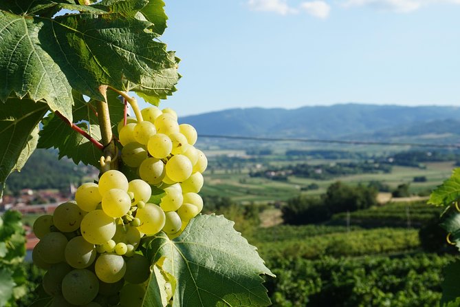 From Seville: Wine Tourism Half Day Tour - Should you book it?