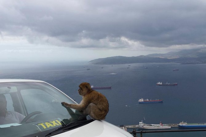 Gibraltar Day Trip from Seville + Rock Tour - Guide and group size: why the right narration changes everything